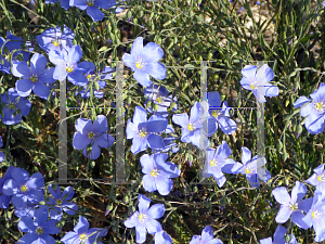 Picture of Linum lewisii 