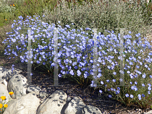 Picture of Linum lewisii 