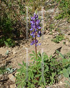 Picture of Lupinus succulentus 