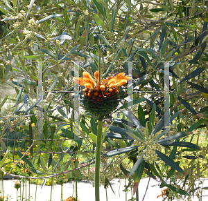 Picture of Leonotis menthifolia 