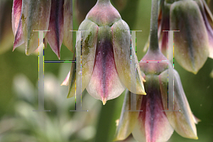 Picture of Nectaroscordum siculum ssp. bulgaricum 