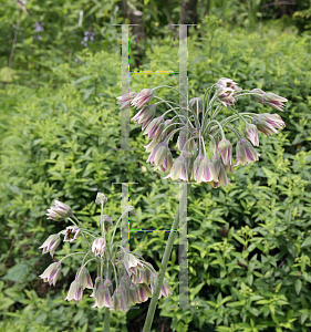 Picture of Nectaroscordum siculum ssp. bulgaricum 