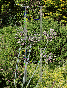 Picture of Nectaroscordum siculum ssp. bulgaricum 