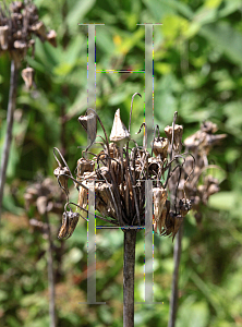 Picture of Nectaroscordum siculum ssp. bulgaricum 