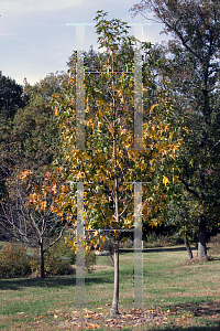 Picture of Liquidambar styraciflua 'Ward (Cherokee)'