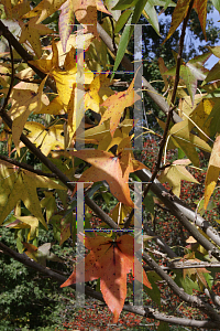 Picture of Liquidambar styraciflua 'Ward (Cherokee)'