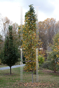 Picture of Liquidambar styraciflua 'Slender Silhouette'