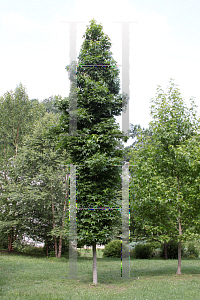 Picture of Liquidambar styraciflua 'Slender Silhouette'