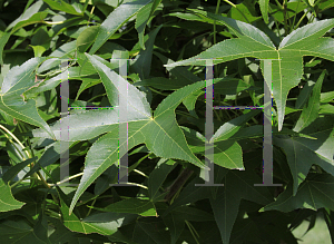 Picture of Liquidambar styraciflua 'Slender Silhouette'