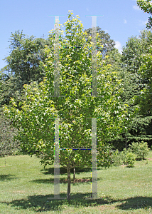 Picture of Liquidambar styraciflua 'Ward (Cherokee)'