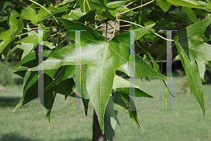 Picture of Liquidambar styraciflua 'Ward (Cherokee)'