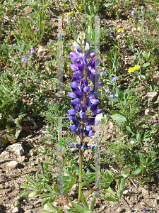 Picture of Lupinus succulentus 