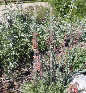 Picture of Penstemon eatonii 