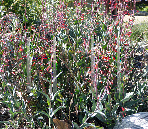 Picture of Penstemon eatonii 