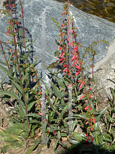 Picture of Penstemon eatonii 