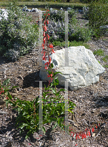 Picture of Penstemon eatonii 