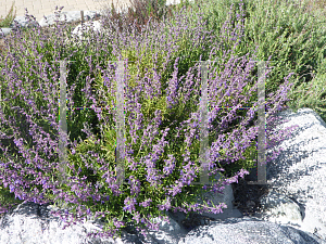 Picture of Trichostema parishii 