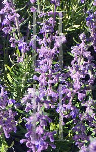 Picture of Trichostema parishii 