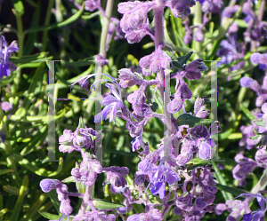 Picture of Trichostema parishii 