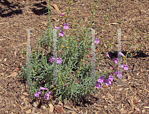 Picture of Penstemon heterophyllus 'Margarita BOP'