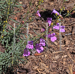 Picture of Penstemon heterophyllus 'Margarita BOP'