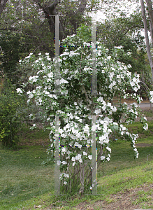 Picture of Philadelphus x virginalis 'Natchez'