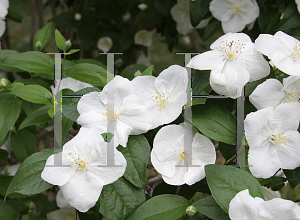 Picture of Philadelphus x virginalis 'Natchez'