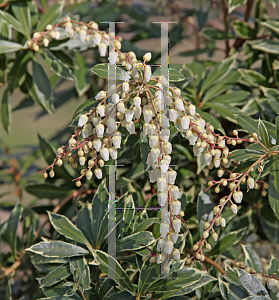 Picture of Pieris japonica 'Variegata'