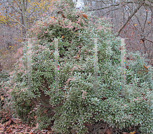 Picture of Pieris japonica 'Variegata'