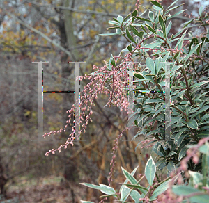 Picture of Pieris japonica 'Variegata'