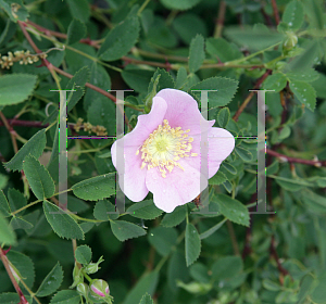 Picture of Rosa californica 