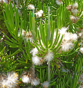 Picture of Senecio barbertonicus 