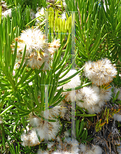 Picture of Senecio barbertonicus 