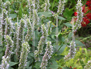 Picture of Agastache  'Blue Fortune'