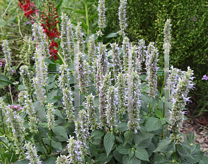 Picture of Agastache  'Blue Fortune'