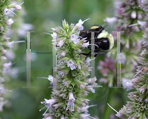 Picture of Agastache  'Blue Fortune'