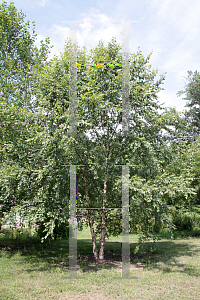 Picture of Betula nigra 'Cully (Heritage)'