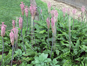 Picture of Veltheimia bracteata 