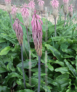 Picture of Veltheimia bracteata 