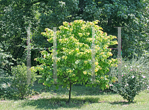 Picture of Cercis canadensis 'JN2 (The Rising Sun)'