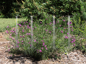 Picture of Vernonia lettermannii 'Iron Butterfly'