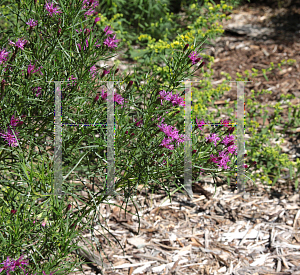 Picture of Vernonia lettermannii 'Iron Butterfly'