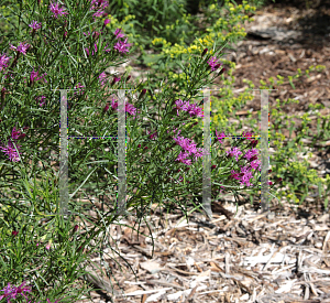 Picture of Vernonia lettermannii 'Iron Butterfly'