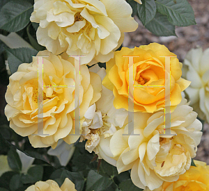 Picture of Rosa  'WEKvossutono (Julia Child)'