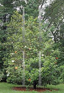 Picture of Magnolia grandiflora 'Claudia Wannamaker'