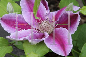 Picture of Clematis (z)(Patens Group) 'Doctor Ruppel'