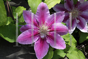 Picture of Clematis (z)(Patens Group) 'Doctor Ruppel'