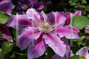 Picture of Clematis (z)(Patens Group) 'Doctor Ruppel'