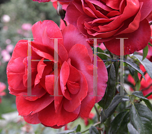Picture of Rosa  'WEKpaltlez (Hot Cocoa)'