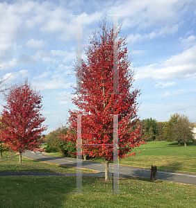 Picture of Acer x freemanii 'Jeffersred (Autumn Blaze)'